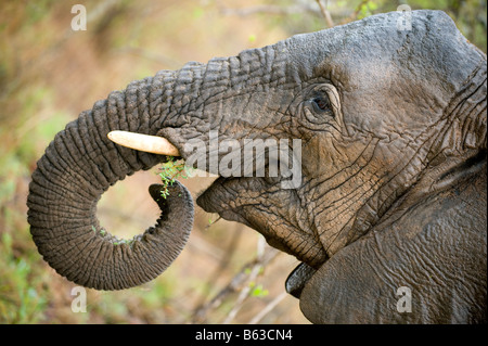 Close up of the head of an african elephant Stock Photo