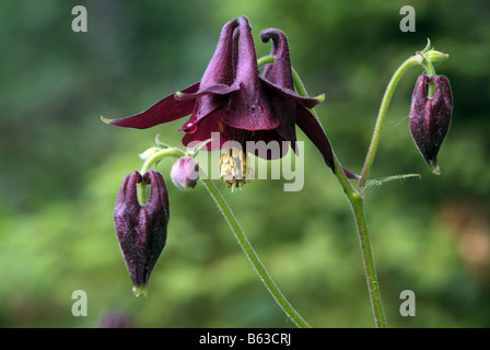 Columbine, Grannys Bonnet (Aquilegia vulgaris), flower and buds Stock Photo