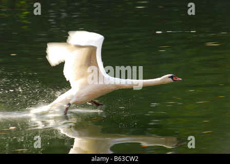 Mute swan takes off on the River Great Ouse, Bedford. Stock Photo