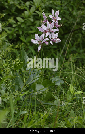 Diptam Dictamnus albus  angiosperm Stock Photo