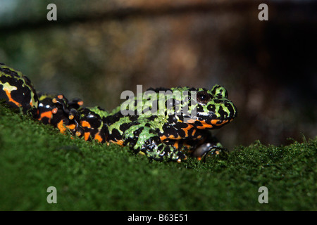 A Fire belly toad sitting on a mossy branch Stock Photo