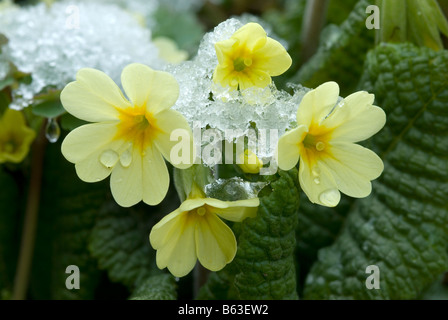 Cowslip (Primula veris), flowers covered in melting snow Stock Photo