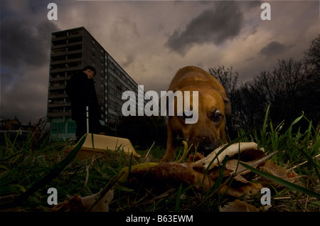 A dog eats a discarded doner kebab in a London park while it's owner looks on Stock Photo