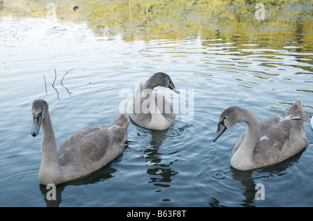 3 Sibling cygnets on the pond of Studley Royal Water Gardens, Ripon Stock Photo