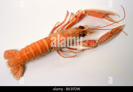 Norwegian lobster Stock Photo