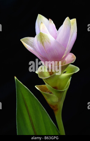 Siam tulips. Curcuma alismatifolia Stock Photo
