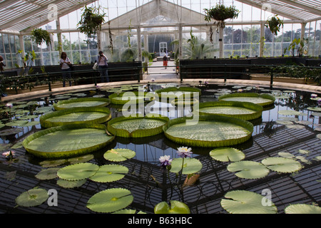 Giant water lillies in Waterlily House at Kew Gardens Stock Photo