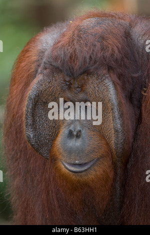 Male orangutan [Pongo pygmaeus] in Tanjung Puting NP Borneo Stock Photo