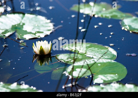 Lilly pad in the Everglades National Park Stock Photo