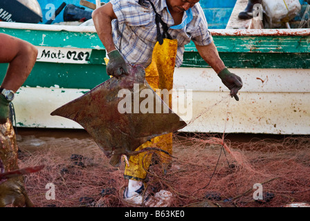 Mexican fishermen sort and butcher catch of Bat Rays Myliobatis Californica from Sea of Cortez San Felipe Baja California Mexico Stock Photo