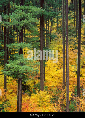 Autumn vine maple with Douglas fir, Mt Rainier National Park ...