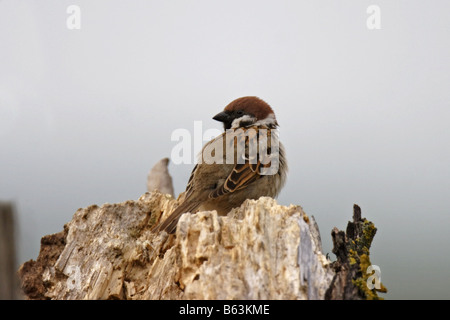 Feldsperling Passer montanus Tree Sparrow Stock Photo