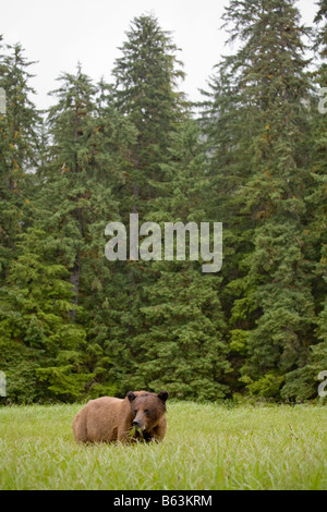USA Alaska Misty Fjords National Monument Brown Grizzly Bear Ursus arctos feeding in tall sedge grass along coastline Stock Photo