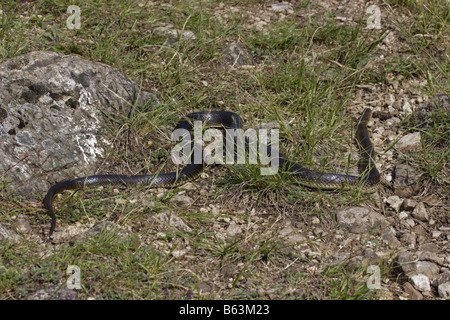 Aesculapian Snake äskulapnatter zamenis longissimus Elaphe longissima Stock Photo