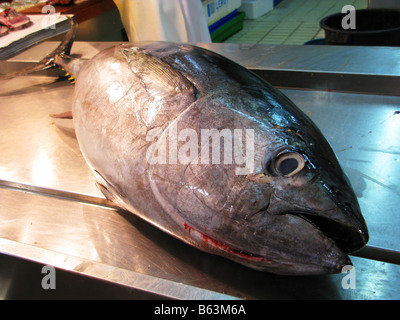 Tuna fish on the slab in a fish mongers,Tuna is an important commercial fish. Some varieties of tuna,are the bluefin. Stock Photo