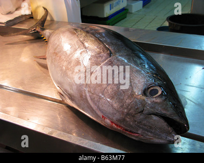 Tuna fish on the slab in a fish mongers,Tuna is an important commercial fish. Some varieties of tuna,are the bluefin. Stock Photo