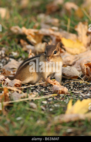 Eastern Chipmunk eating in suburban yard under bird feeder Stock Photo