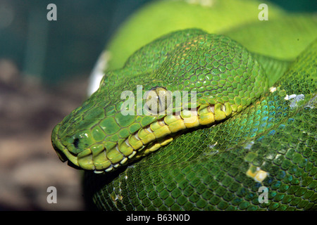 Close up view of the head of an emerald tree boa snake Stock Photo