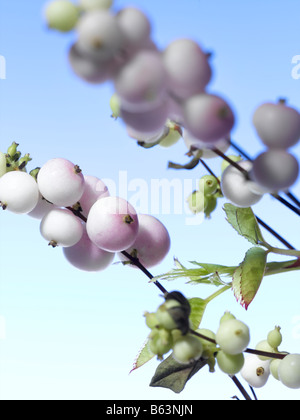 Spring Berries Stock Photo