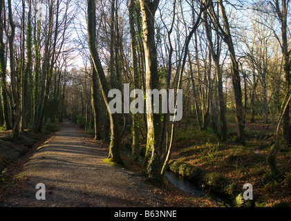 Tehidy woods country park walking path, Cornwall, England Stock Photo