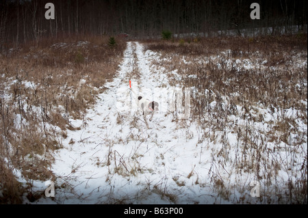 Grouse Hunting in New Brunswick late fall early winter with snow cover Stock Photo