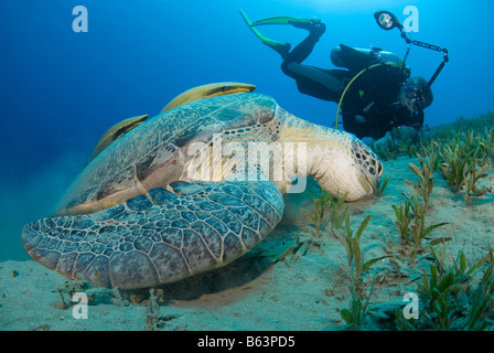 Green sea turtle, chelonia mydas, feeding on the sea grass.