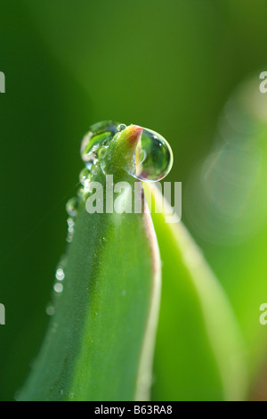 Tulip leaf with droplets. Tulipa hybr Stock Photo