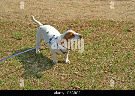 A rare white and brown purebred dachshund puppy Stock Photo