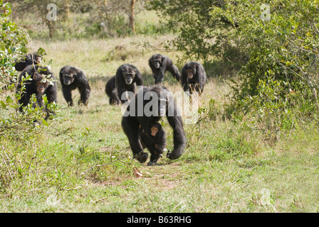 running group of Common Chimpanzee, Pan troglodytes, Laikipia Sweetwaters Privat RESERVE KENYA Africa Stock Photo