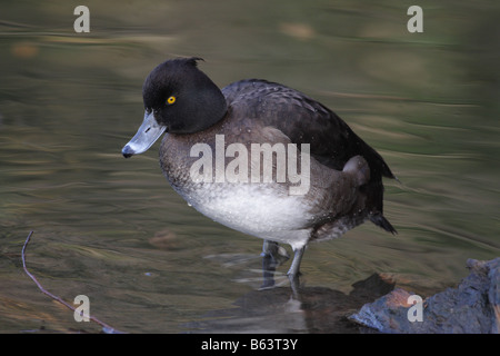 Tufted Duck Female - Aythya fuligula Stock Photo