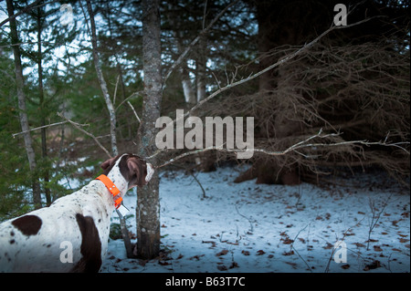 Grouse Hunting in New Brunswick late fall early winter with snow cover in Canada Stock Photo