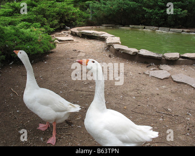 A pair of clean white geese one more curious than the other Stock Photo
