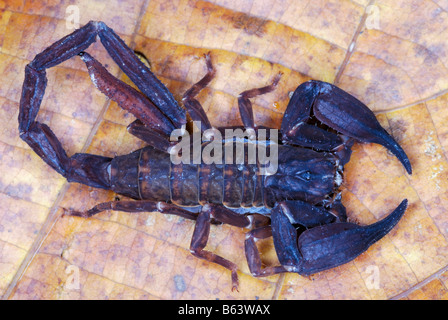 Chaerilus pictus  Family : CHAERILIDAE  Male. An extremely RARE species of scorpion. Stock Photo