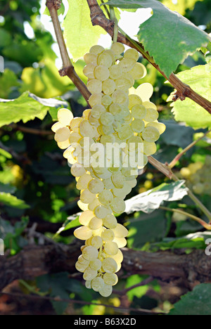 Bunch of grapes in a vineyard, near Akluj, Maharashtra, India Stock Photo