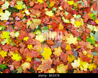 Autumn Leaves, Green Park, London Stock Photo