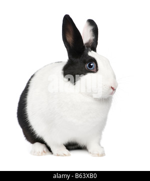 Rabbit 11 months in front of a white background Stock Photo