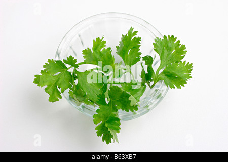 Coriander PNG Transparent Images Free Download | Vector Files | Pngtree