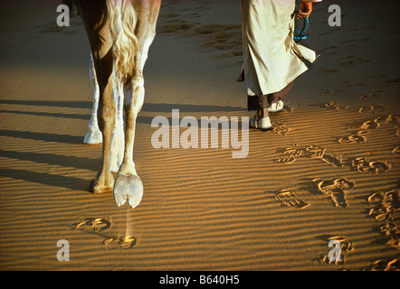 Algeria, Timimoun, Man walking in Sahara desert with camel, Low section Stock Photo