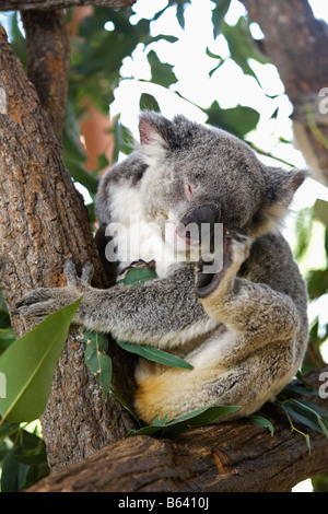 Australia, Sydney, Taronga Zoo. Koala, [Phascolarctos Cinereus] Stock Photo