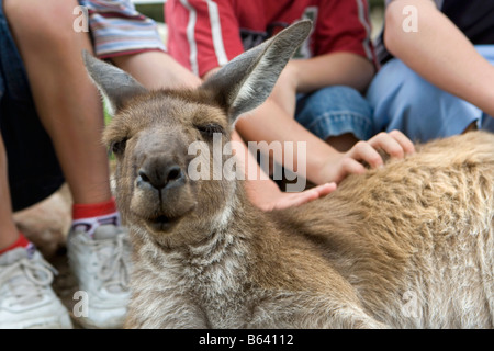 Australia, Sydney, Taronga Zoo. Children touching kangaroo Stock Photo