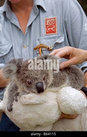 Australia, Sydney, Taronga Zoo. Baby Koala [Phascolarctos Cinereus] and caretaker Stock Photo