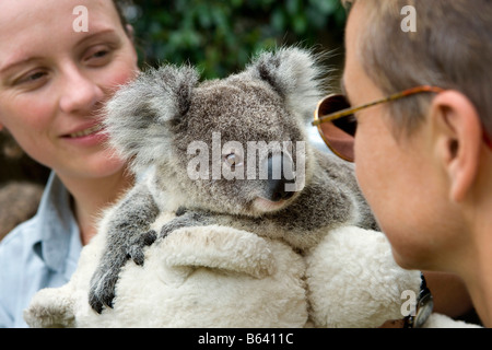 Australia, Sydney, Taronga Zoo. Baby Koala [Phascolarctos Cinereus] Visitor / tourist and caretaker Stock Photo