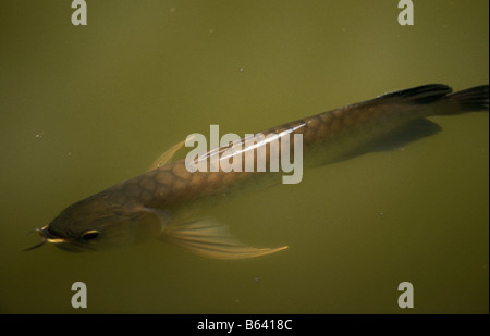 le scleropage d asie dragon fish ca rong arawana Asian arowana Asian bonytongue Scleropages formosus animal animals bony fish bo Stock Photo