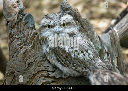 Australia, near Sydney. Featherdale Wildlife Park. Tawny Frogmouth ( Podargus Strigoides ) Stock Photo