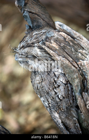 Australia, near Sydney. Featherdale Wildlife Park. Tawny Frogmouth ( Podargus Strigoides ) Stock Photo