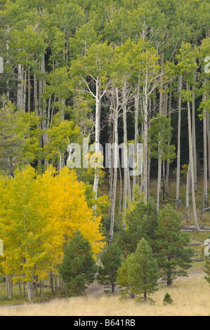 Green and gold autumn aspen at Lockett Meadow in the San Francisco Peaks in Northern Arizona Stock Photo