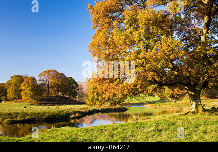 Tree with autumn foliage on the banks of the River Brathay in the Lake District National Park, Cumbria, England, UK