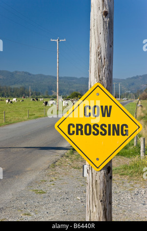 'Cow Crossing' sign on country road. Stock Photo