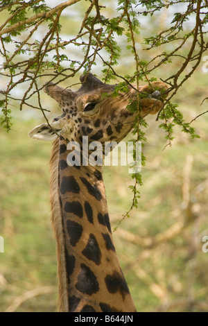 Rothschild giraffe Giraffa camelopardalis rothschildi Lake Nakuru National Park Kenya Stock Photo