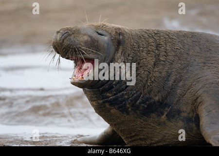 Bull seal at Donna Nook, Lincolnshire. Stock Photo